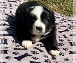 Small #6 Australian Shepherd