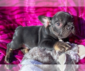 French Bulldog Puppy for sale in COLORADO SPRINGS, CO, USA