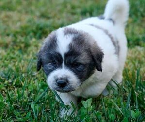 Great Pyrenees Puppy for sale in BOONE, IA, USA