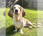 GILBERT - Male Basset Hound Dog for Adoption - Small photo