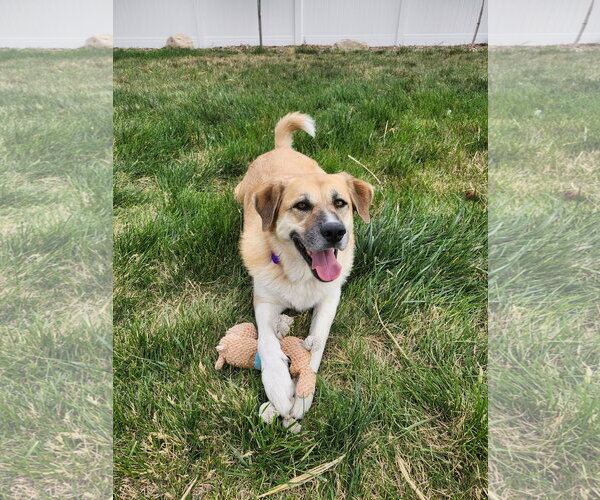 Medium Photo #2 Great Pyrenees Puppy For Sale in Bountiful, UT, USA