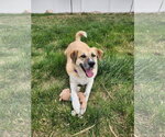 Small #1 Great Pyrenees
