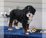 Small #2 Bernedoodle (Miniature)