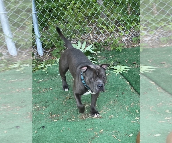 Medium Photo #1 American Pit Bull Terrier Puppy For Sale in SOUTHBOROUGH, MA, USA