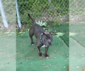 Father of the American Pit Bull Terrier puppies born on 08/08/2026