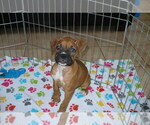Small Photo #1 Boxer Puppy For Sale in ORO VALLEY, AZ, USA