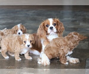 Mother of the Cavapoo puppies born on 02/17/2021