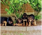 Small Photo #1 Bloodhound Puppy For Sale in ANGLETON, TX, USA