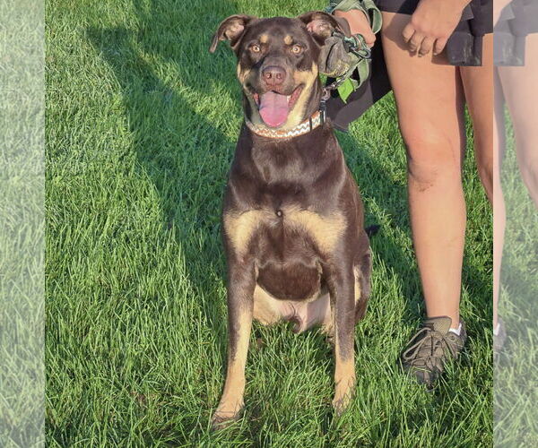 Medium Photo #3 Doberman Pinscher Puppy For Sale in Huntley, IL, USA