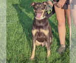 Small #2 Doberman Pinscher