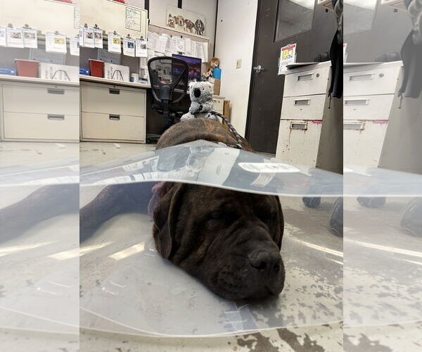 Medium Photo #8 Mastiff-Unknown Mix Puppy For Sale in Goodyear, AZ, USA
