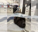Small #7 Mastiff Mix