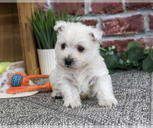 West Highland White Terrier Puppy for sale in SYRACUSE, IN, USA
