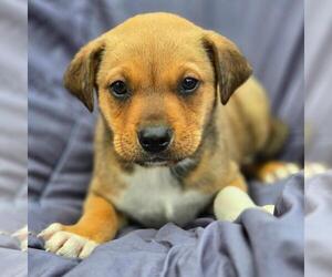Labrador Retriever-Unknown Mix Dogs for adoption in San Diego, CA, USA