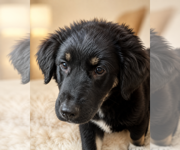 Medium Photo #2 Alaskan Husky-German Shepherd Dog Mix Puppy For Sale in TUCSON, AZ, USA
