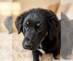 Small #1 Alaskan Husky-German Shepherd Dog Mix