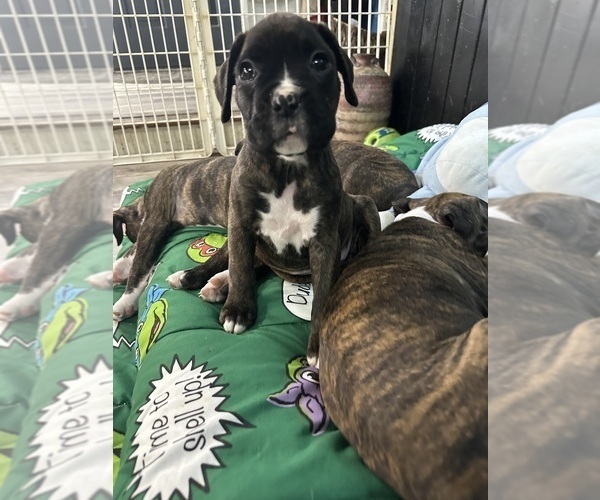 Medium Photo #11 Boxer Puppy For Sale in RALEIGH, NC, USA