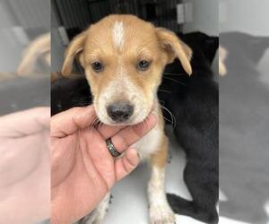 Labrador Retriever-Unknown Mix Dogs for adoption in Houston, TX, USA