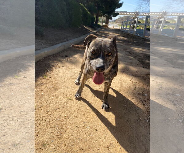 Medium Photo #2 Mutt Puppy For Sale in La Verne, CA, USA