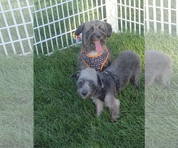 Medium Photo #9 Australian Shepherd Puppy For Sale in Sioux Falls, SD, USA