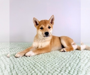Shiba Inu Puppy for sale in GREENFIELD, IN, USA
