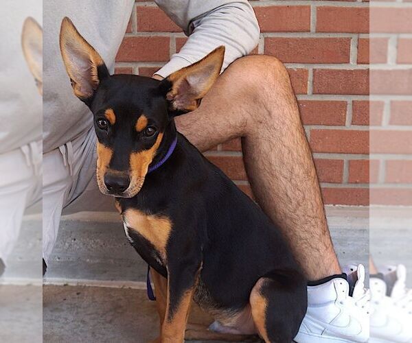 Medium Photo #3 Miniature Pinscher-Unknown Mix Puppy For Sale in Carrollton, TX, USA