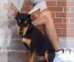 Small #2 Miniature Pinscher Mix