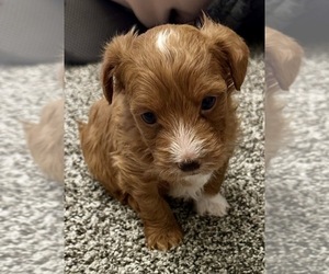 YorkiePoo Puppy for sale in MERIDIAN, ID, USA
