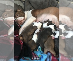 Boston Terrier Litter for sale in COVENTRY, RI, USA