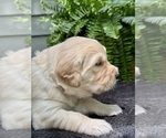 Puppy Colby Golden Retriever