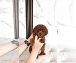 Puppy Chucie Poodle (Toy)