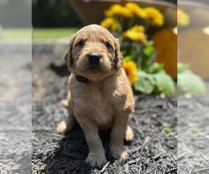 Golden Retriever Puppy for sale in BARBOURSVILLE, VA, USA