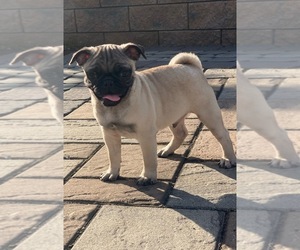 Pug Puppy for sale in CANOGA, NY, USA