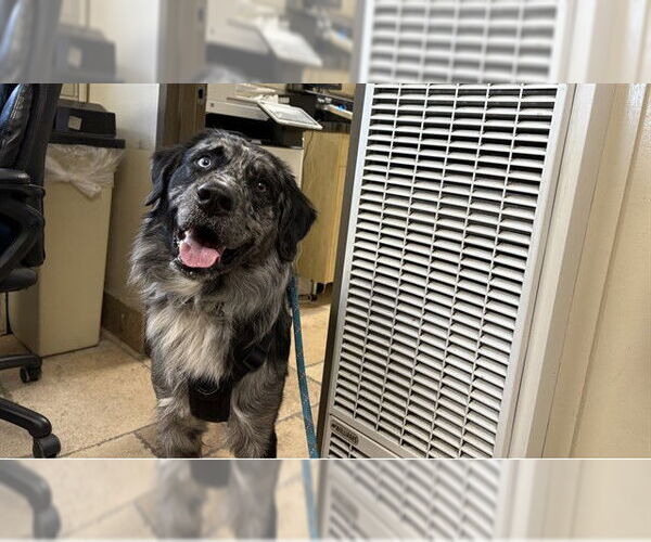 Medium Photo #1 Aussiedor Puppy For Sale in Camarillo, CA, USA