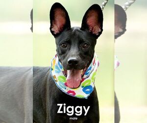 Ziggy from Taiwan - Male Mutt Dog for Adoption - Photo #2
