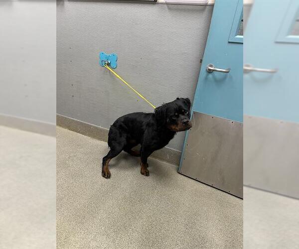Medium Photo #1 Rottweiler-Unknown Mix Puppy For Sale in Las Vegas, NV, USA
