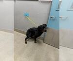 *GAMARA - Female Rottweiler-Unknown Mix Dog for Adoption - Small photo