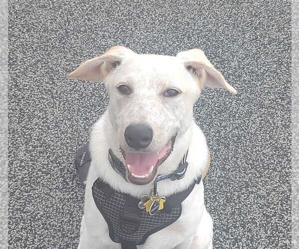 Medium Photo #2 Mutt Puppy For Sale in Topeka, KS, USA