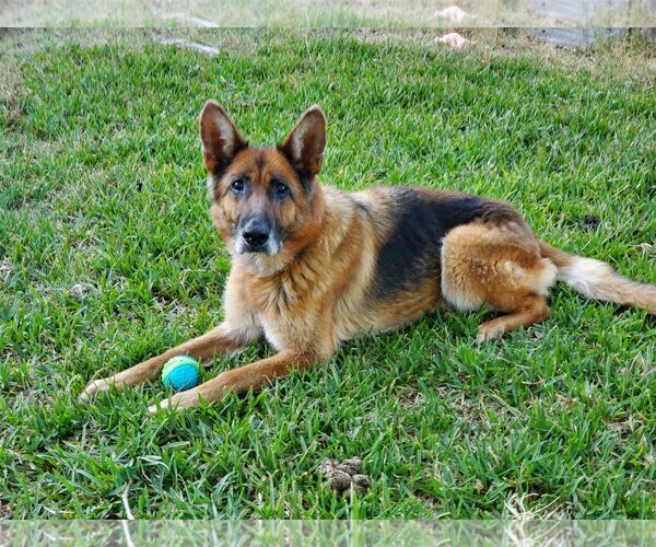 Medium Photo #3 German Shepherd Dog Puppy For Sale in Temecula, CA, USA