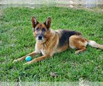 Small Photo #3 German Shepherd Dog Puppy For Sale in Temecula, CA, USA