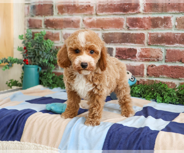 Medium Photo #6 Poodle (Miniature) Puppy For Sale in SYRACUSE, IN, USA