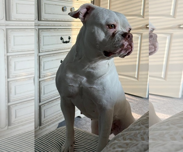 Medium Photo #3 Boxer-Unknown Mix Puppy For Sale in Dallas, TX, USA