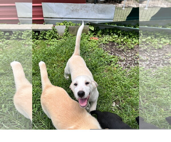 Medium Photo #2 Great Pyrenees-Unknown Mix Puppy For Sale in Tracy City, TN, USA