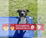 Small #10 Bullboxer Pit