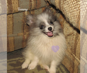 Pomeranian Dog for Adoption in ELKLAND, Missouri USA