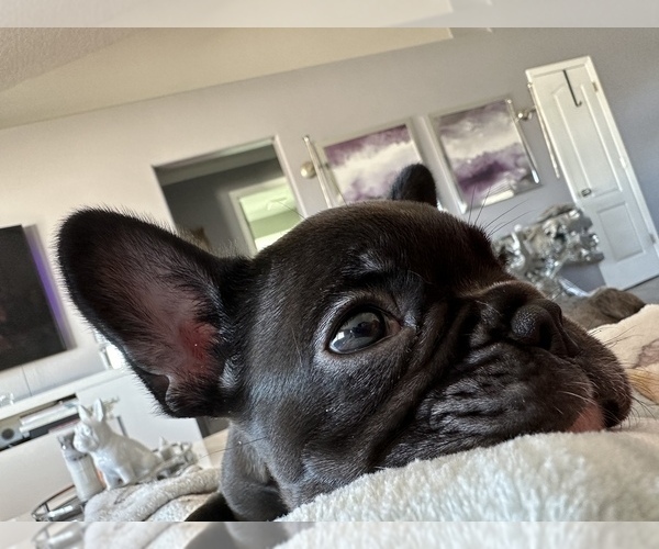 Medium Photo #4 French Bulldog Puppy For Sale in CLERMONT, FL, USA