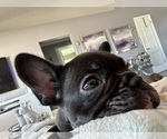Small Photo #4 French Bulldog Puppy For Sale in CLERMONT, FL, USA