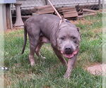 Small #1 American Bulldog Mix