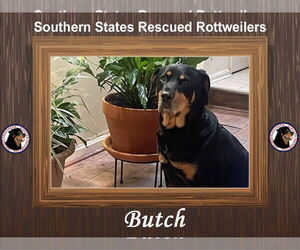 Butch - Male Rottweiler-Unknown Mix Dog for Adoption - Photo #10