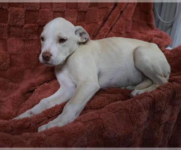 Medium Photo #1 Mutt Puppy For Sale in Thief River Falls, MN, USA